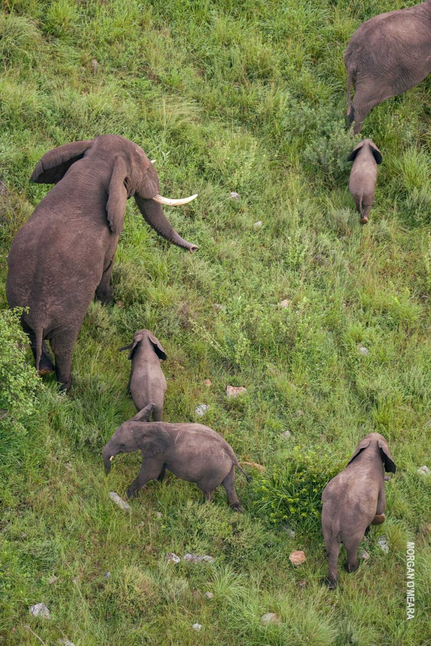 View of elephant herd from hot-air balloon