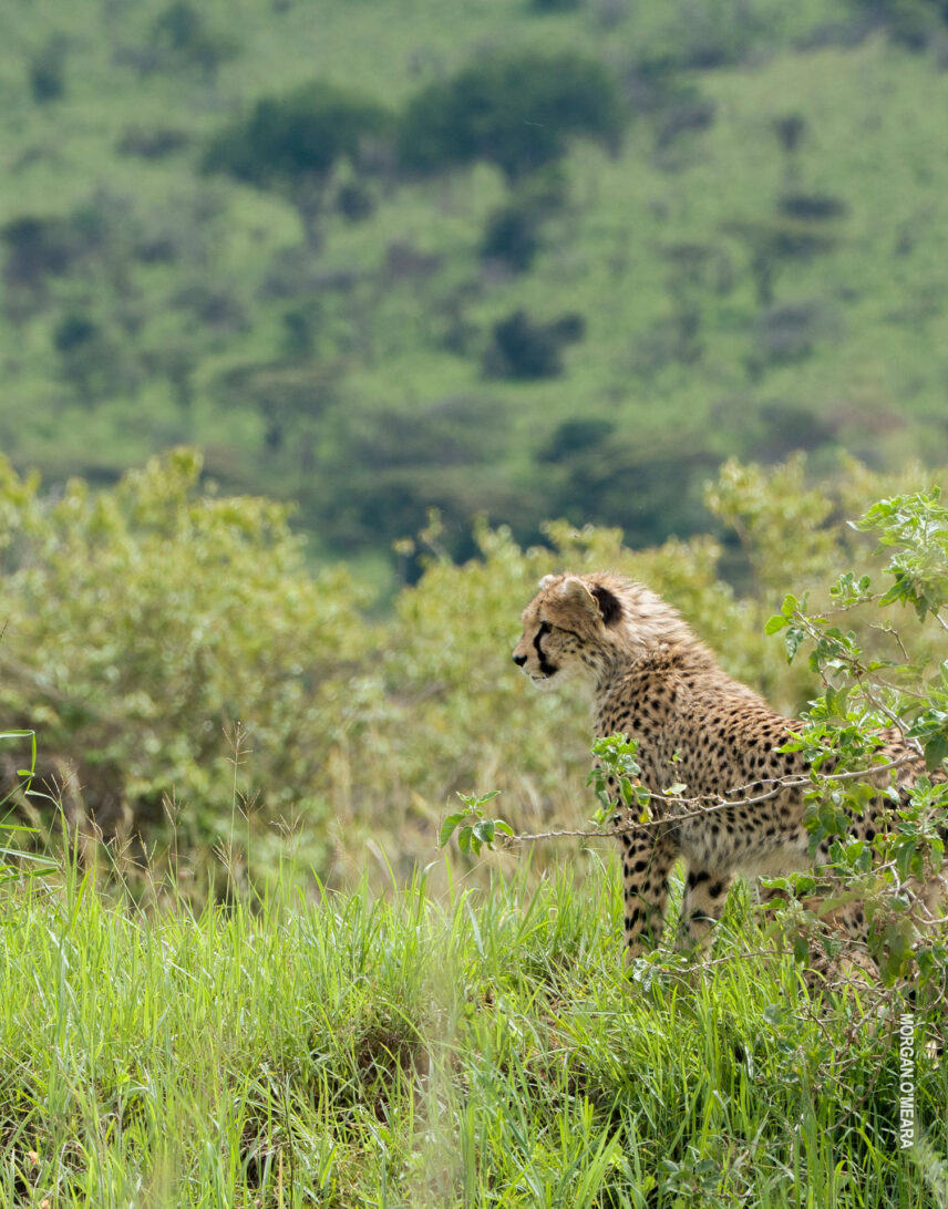cheetah cub looks over green plains
