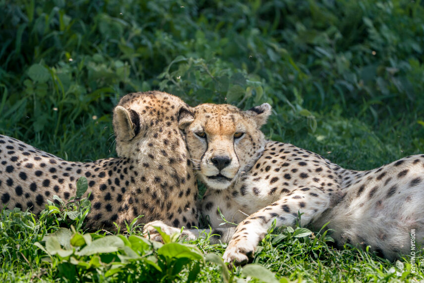 two cheetahs cuddle while resting in serengeti tanzania