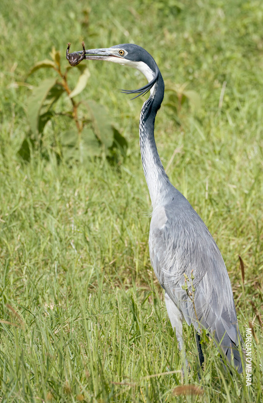 crane catches frog in ngorongoro crater
