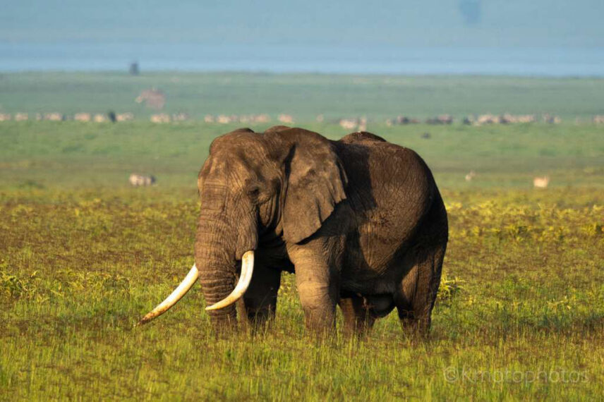 large male elephant on sunny morning in ngorongoro crater with zebras in background