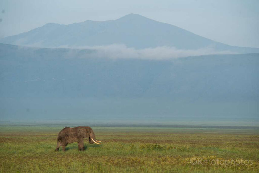 tusker elephant with walls of ngorongoro crater in background