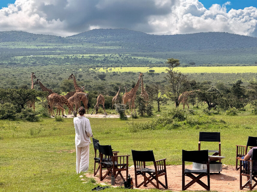 giraffes at the waterhole at thomson eastern serengeti camp
