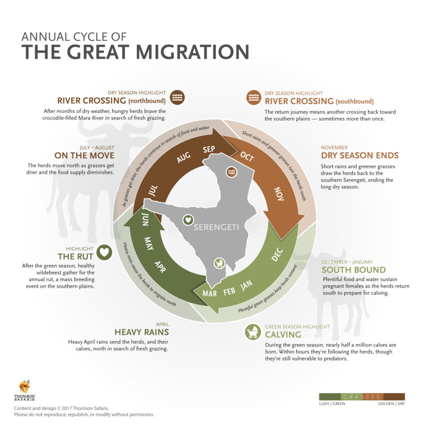 infographic of the great migration and its annual cycle through serengeti