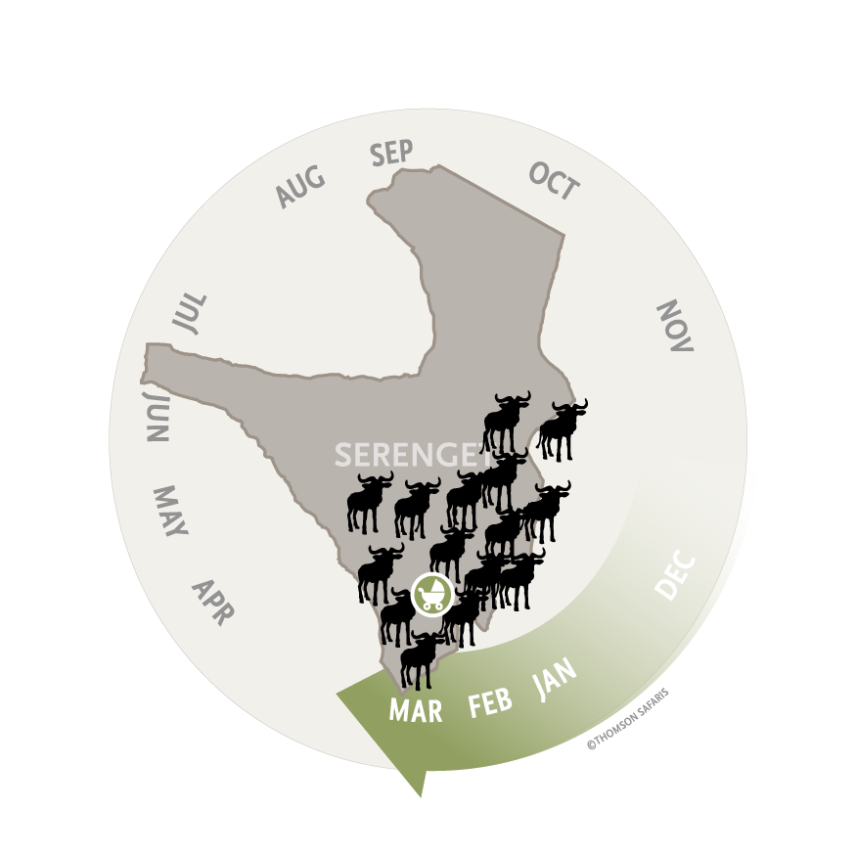 great migration serengeti map pinpointing the calving season