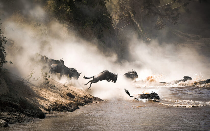 wildebeest of great migration jump into mara river as part of river crossing season in serengeti