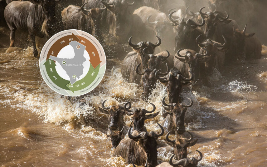great migration river crossing in tanzania