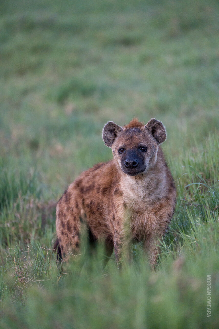 hyena at dawn in ngorongoro crater