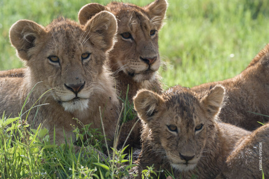 closeup of lion cubs in green grass of serengeti tanzania