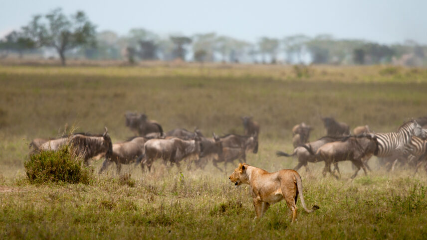 lioness hunting wildebeest and zebra of great migration in serengeti tanzania