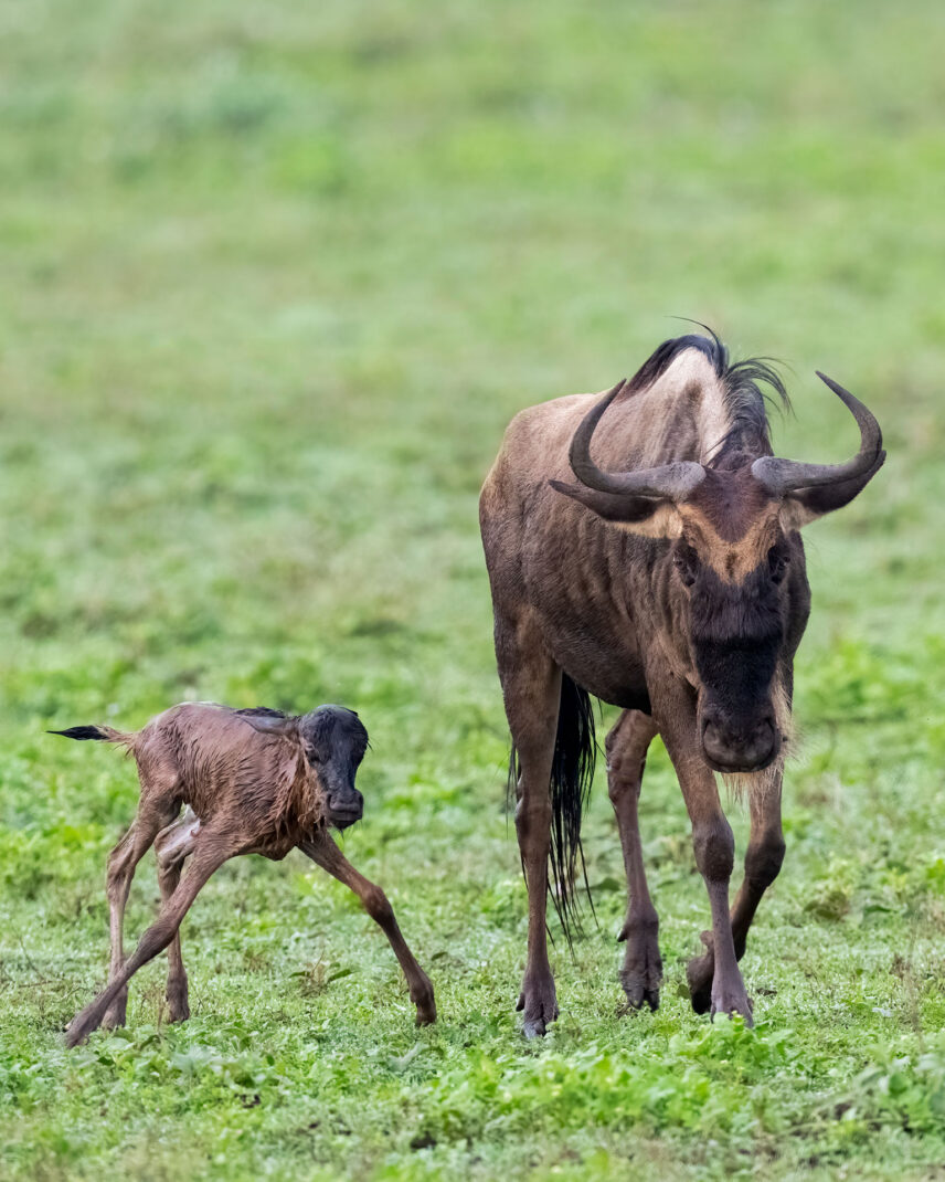 newborn wildebeest calf born in serengeti tanzania