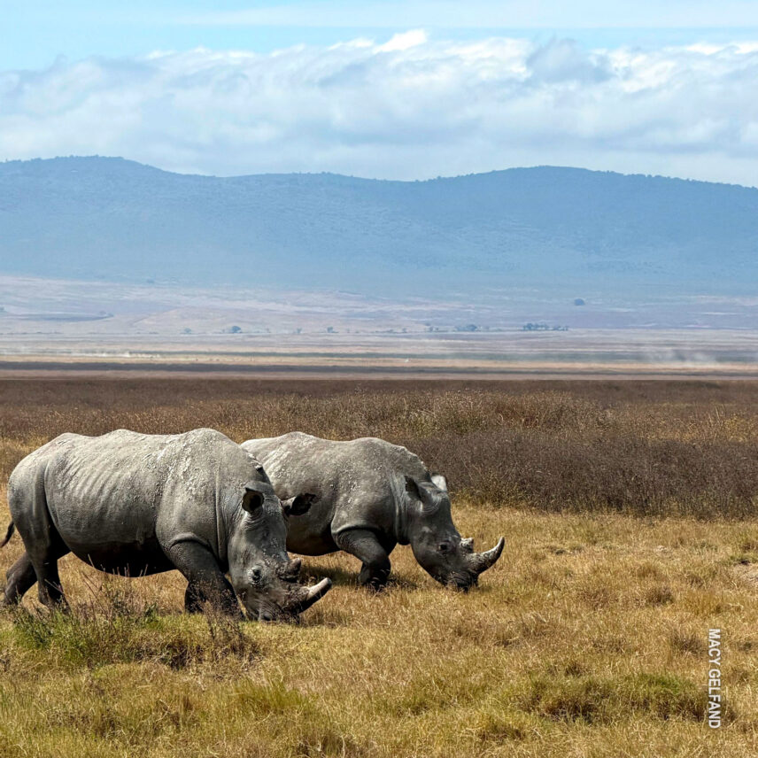 pair of southern white rhinos walk across floor of ngorongoro crater in tanzania