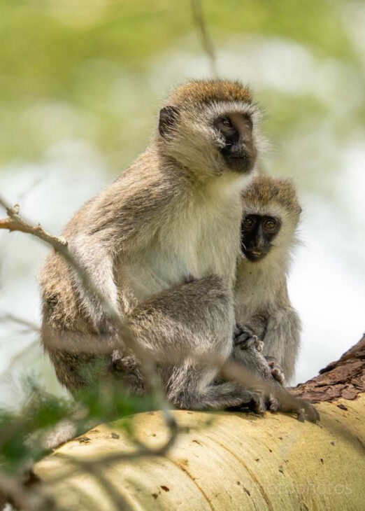 vervet monkeys in tanzania