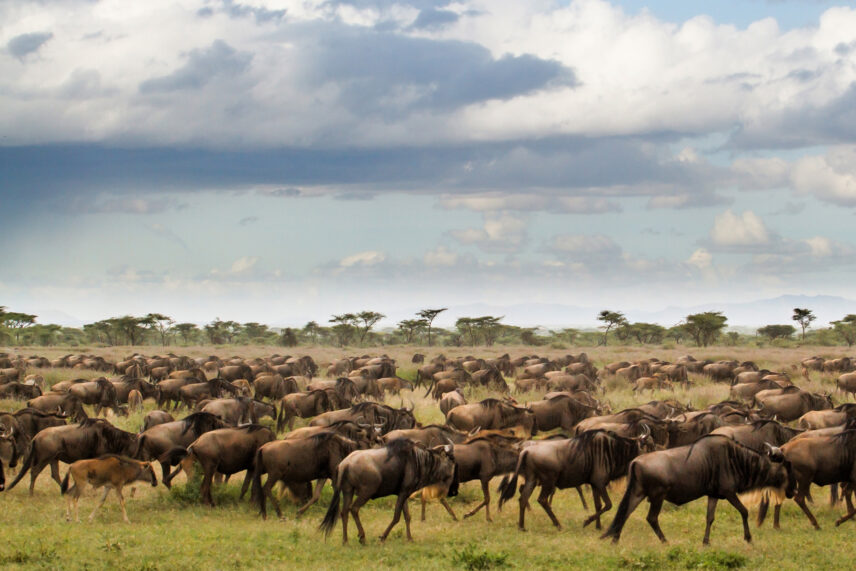 large herds of the wildebeest great migration walking through serengeti plains during green season
