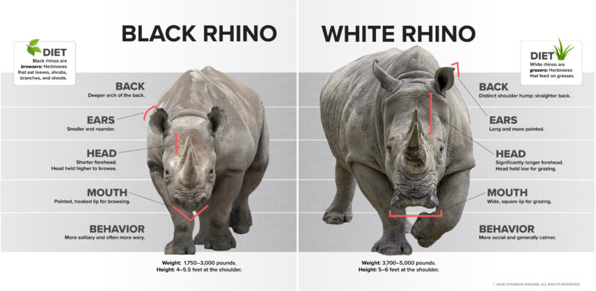 Infographic comparing white and black rhinos in Tanzania, highlighting differences in size, mouth shape, diet, behavior, and habitat.