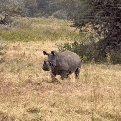 white rhino gps collaring in ngorongoro crater