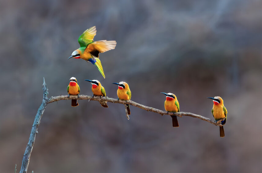 close up of six white-fronted bee eaters on branch