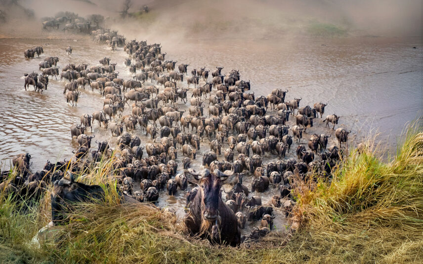 great migration river crossing at mara river in northern serengeti