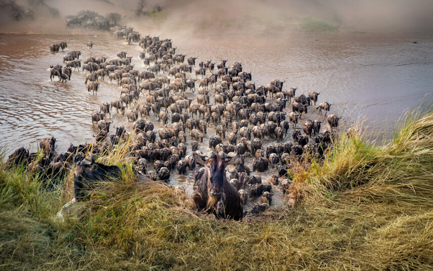 great migration river crossing at mara river in northern serengeti