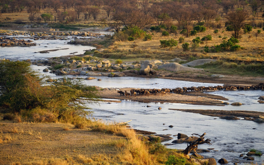 great migration grumeti river crossing