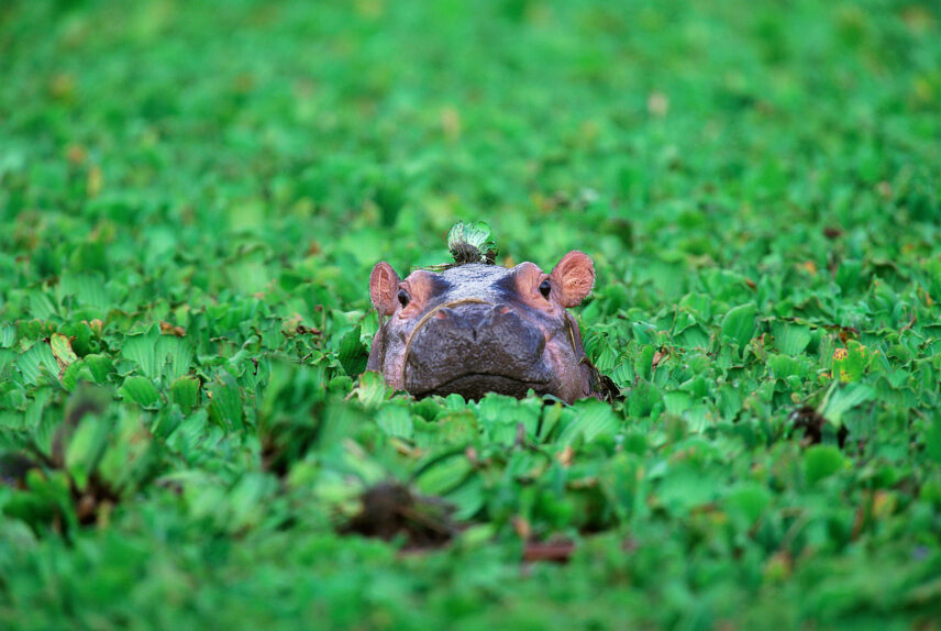 hippo calf peeks up from green foliage in Tanzania river