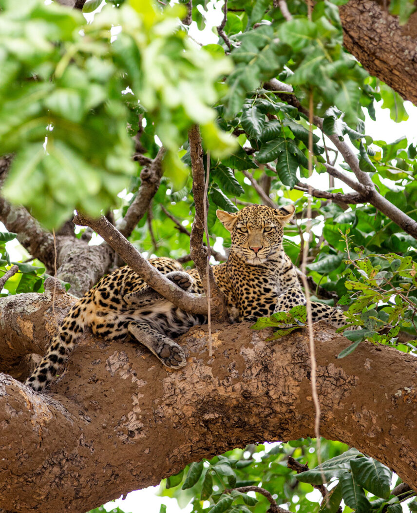 leopard in branches of fig tree in western serengeti