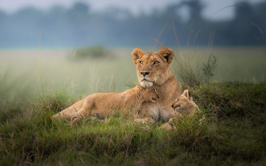 lioness with her cubs in serengeti green season grasses