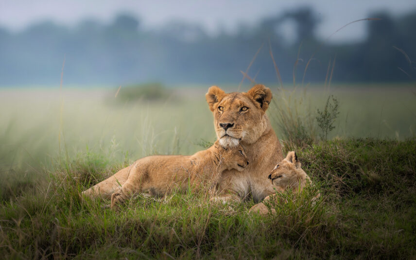 lioness with her cubs in serengeti green grasses