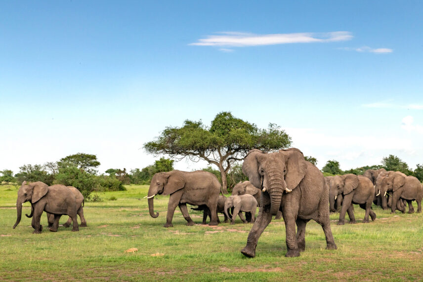 matriarch leads the herd of elephants across green grasses in serengeti