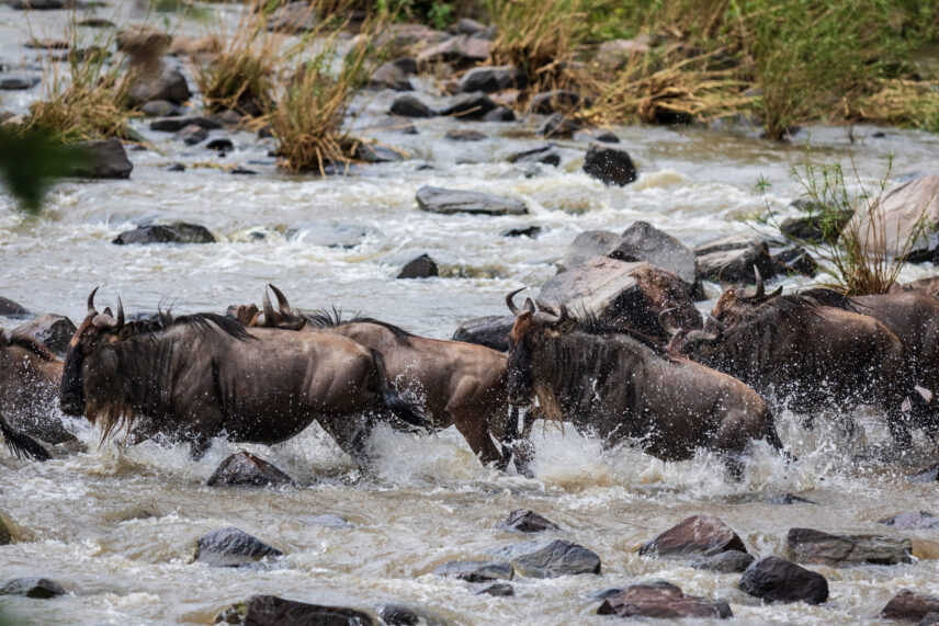 great migration crossing the grumeti river in the western serengeti