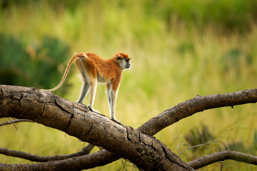 patas monkey perches on log for a good vantage point in western serengeti