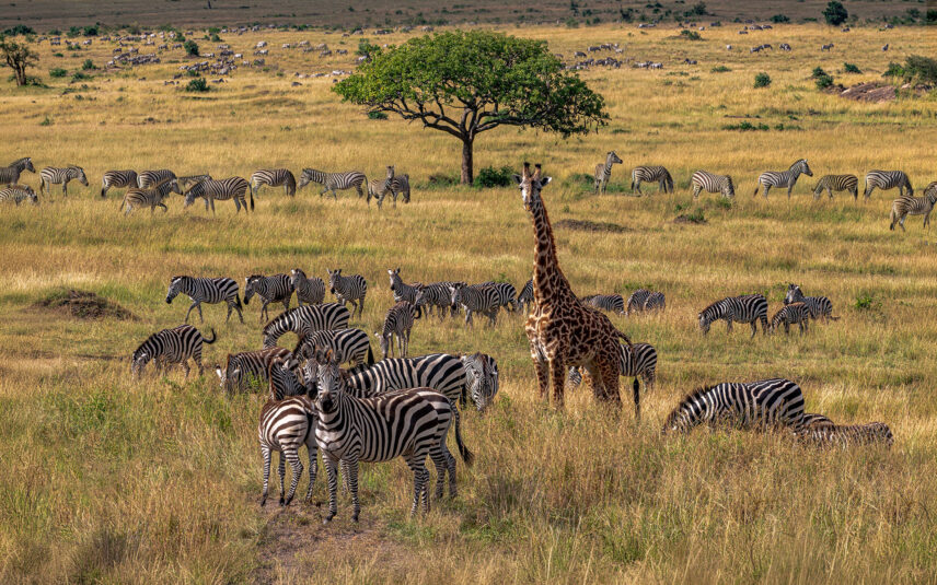 herd of zebra and giraffe graze on tanzania open plains